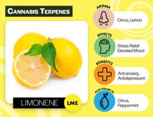 Glori Blends Terpenes Limone
