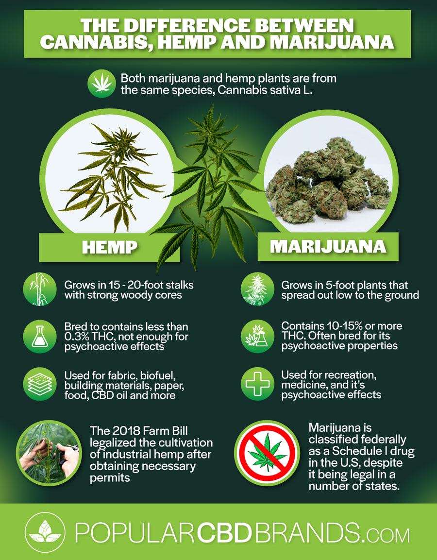 cannabis hemp marijuana
