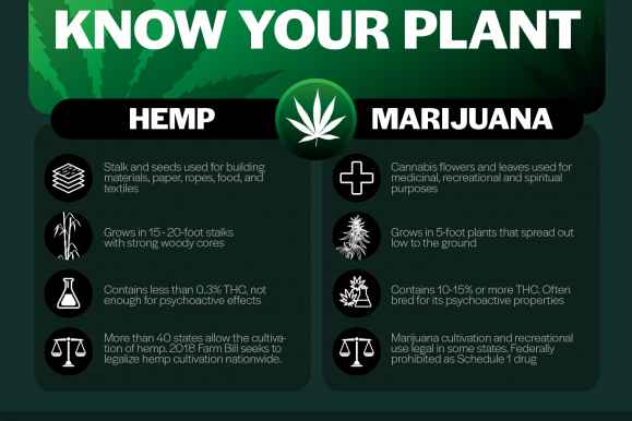 The Process Behind CBD Oil