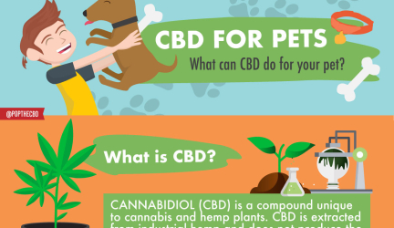 CBD for Pets