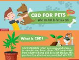 CBD for Pets