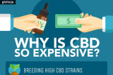 Why is CBD so Expensive?