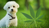 CBD For Pets Product Review: Honest Paws vs. MediPets
